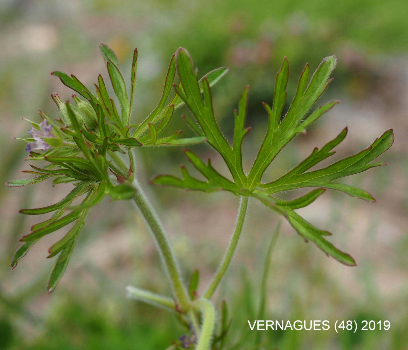 Cranesbill, Mountain leaf